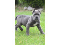 cane-corso-stenci-vrhunskog-kvaliteta-small-3