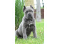 cane-corso-stenci-vrhunskog-kvaliteta-small-4