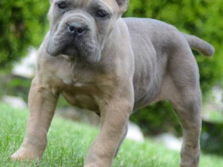 cane-corso-stenci-vrhunskog-kvaliteta