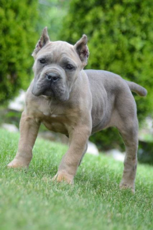cane-corso-stenci-vrhunskog-kvaliteta-big-0