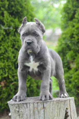 cane-corso-stenci-vrhunskog-kvaliteta-big-1