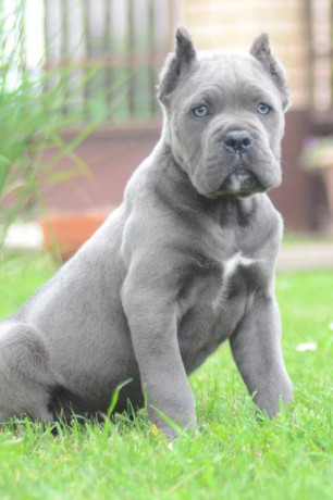 cane-corso-stenci-vrhunskog-kvaliteta-big-2