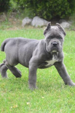 cane-corso-stenci-vrhunskog-kvaliteta-big-3