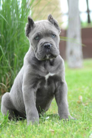 cane-corso-stenci-vrhunskog-kvaliteta-big-4