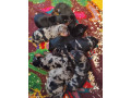stenci-jazavicara-small-2