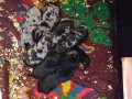 stenci-jazavicara-small-3