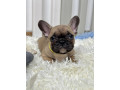 francuski-buldog-stenci-small-0