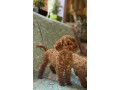 toy-pudle-na-prodaju-small-0