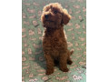 toy-pudle-na-prodaju-small-1