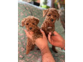 toy-pudle-na-prodaju-small-2