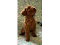 toy-pudle-na-prodaju-small-3