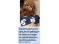 toy-pudle-na-prodaju-small-4