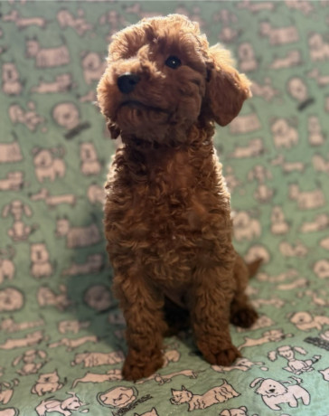 toy-pudle-na-prodaju-big-1