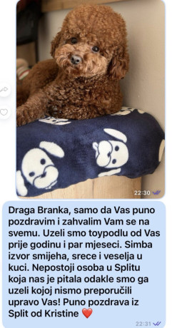 toy-pudle-na-prodaju-big-4