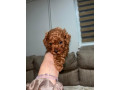 toy-pudlice-small-0