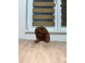 toy-pudlice-small-1