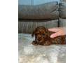 toy-pudlice-small-2