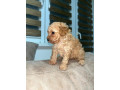 toy-pudlice-small-3