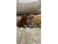 toy-pudlice-small-4