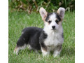 velski-korgiwelsh-corgi-pembroke-small-0
