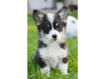 velski-korgiwelsh-corgi-pembroke-small-1