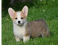 velski-korgiwelsh-corgi-pembroke-small-2