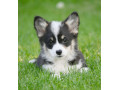 velski-korgiwelsh-corgi-pembroke-small-3