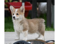 velski-korgiwelsh-corgi-pembroke-small-4