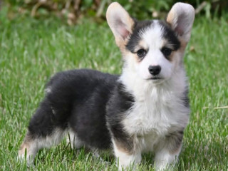 velski-korgiwelsh-corgi-pembroke