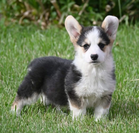 velski-korgiwelsh-corgi-pembroke-big-0