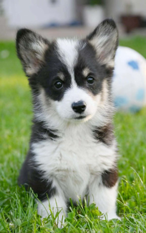 velski-korgiwelsh-corgi-pembroke-big-1