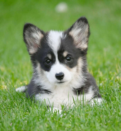 velski-korgiwelsh-corgi-pembroke-big-3