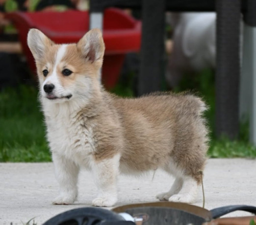 velski-korgiwelsh-corgi-pembroke-big-4