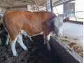 junice-simentalske-rase-small-0