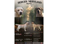 stenci-labrador-retrivera-small-1
