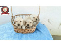 stenci-labrador-retrivera-small-2