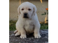 stenci-labrador-retrivera-small-3