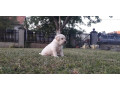 stenci-labrador-retrivera-small-4
