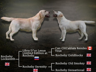 stenci-labrador-retrivera