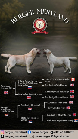 stenci-labrador-retrivera-big-0