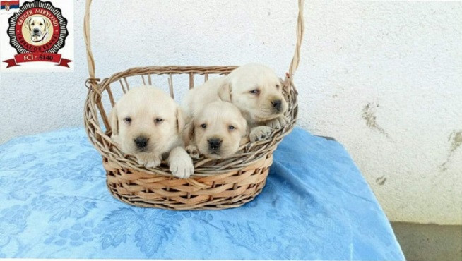 stenci-labrador-retrivera-big-2