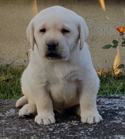 stenci-labrador-retrivera-big-3