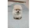 prelepi-boo-medvedici-small-0