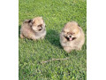 prelepi-boo-medvedici-small-1