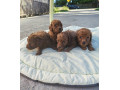 crvene-toy-pudle-small-1