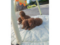 crvene-toy-pudle-small-2