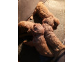 crvene-toy-pudle-small-4