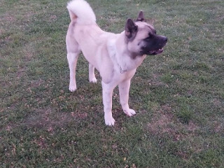 americka-akita-parenje