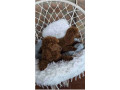 prelepe-crvene-pudlice-small-1