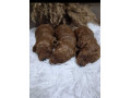 prelepe-crvene-pudlice-small-3